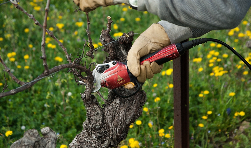 Thought for the Week: Being Gardened by God - News - All Saints ...