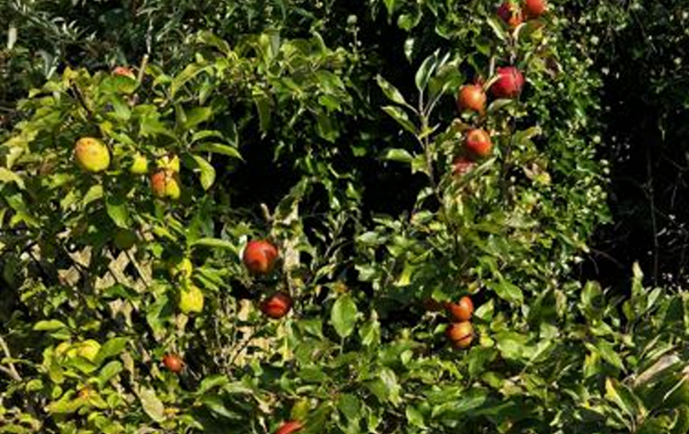 Parish Magazine October 2024 News Seatallan Benefice Gosforth