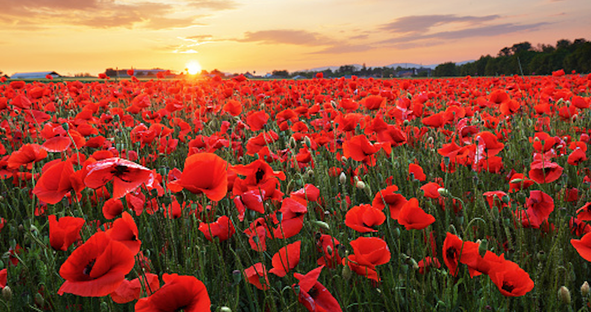 Milwich Memorial Poppy Field outside the Village Hall from the 26th ...