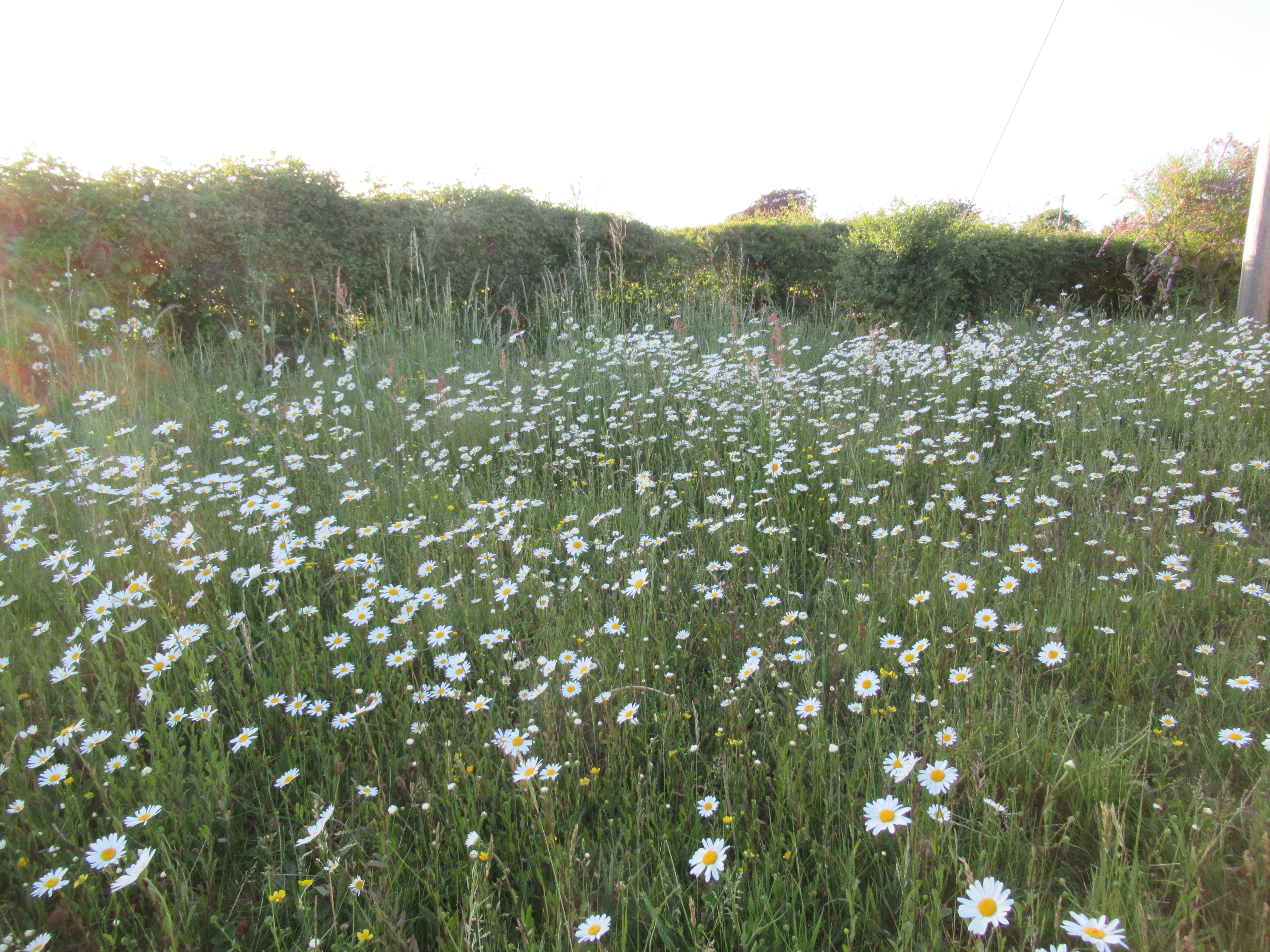 News from Upper Tas Valley Benefice