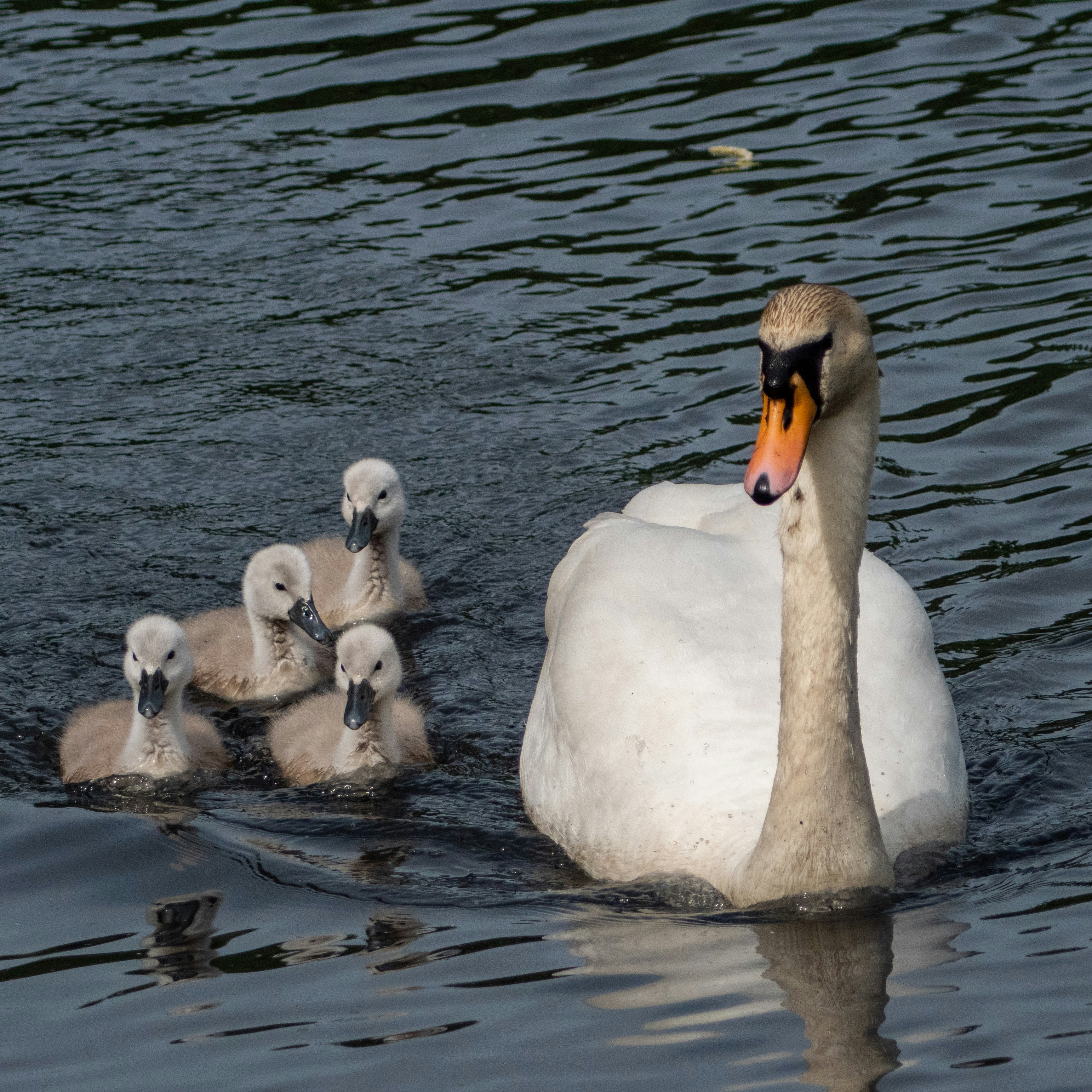 Cygnets - Baby and Toddler group