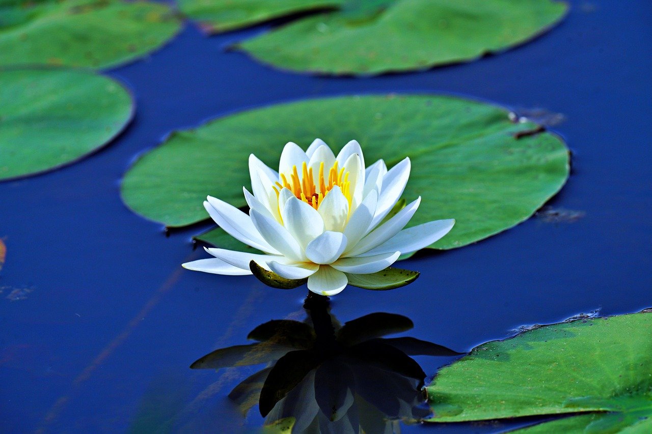 Meditation Group
