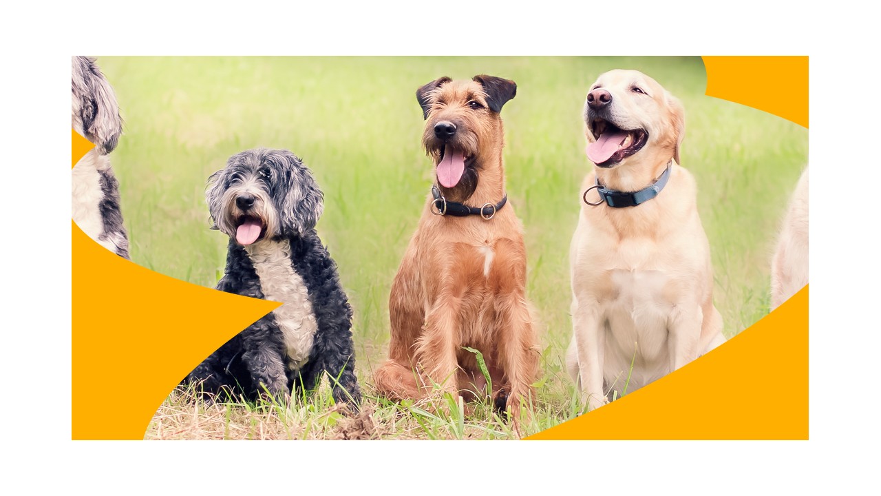 St Kenelm's Fun Dog Show