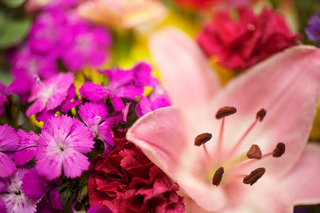 Flower Festival