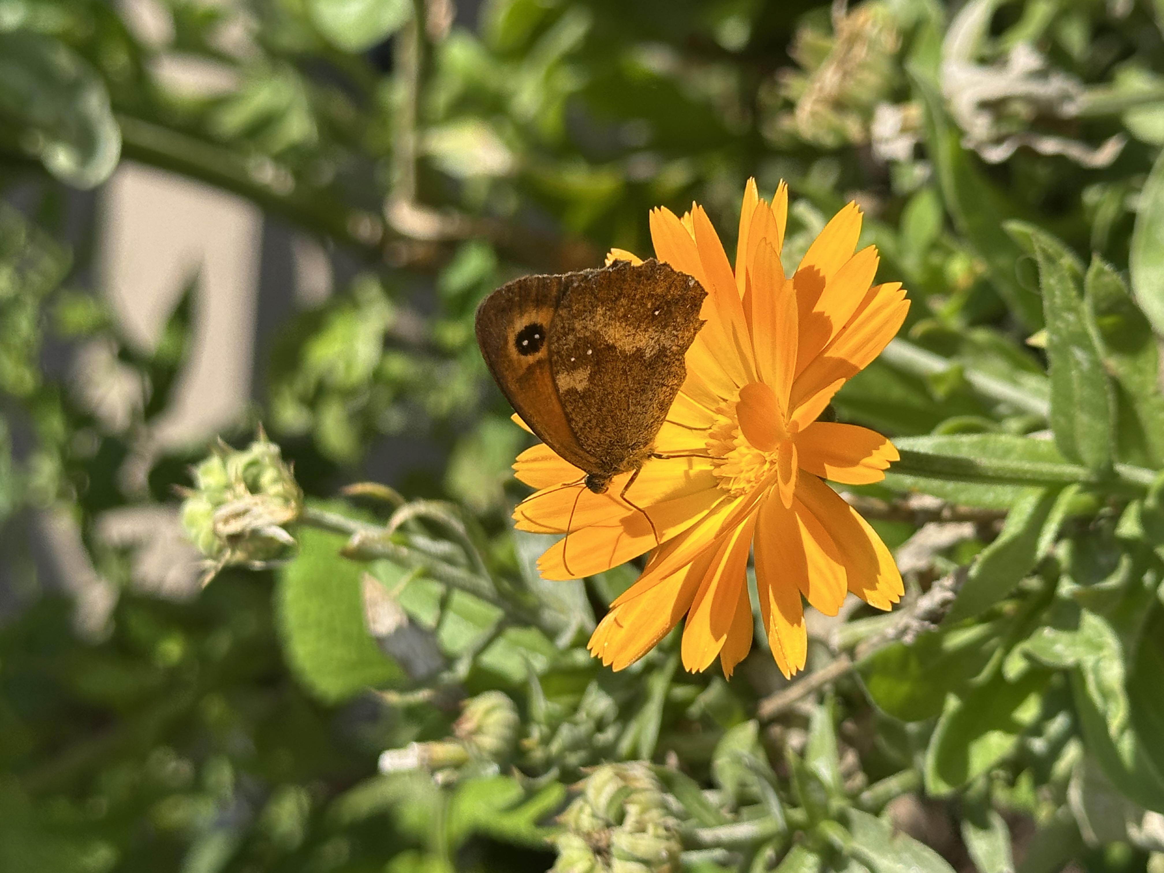Wild Flower Guided Walk – Great Big Green Week