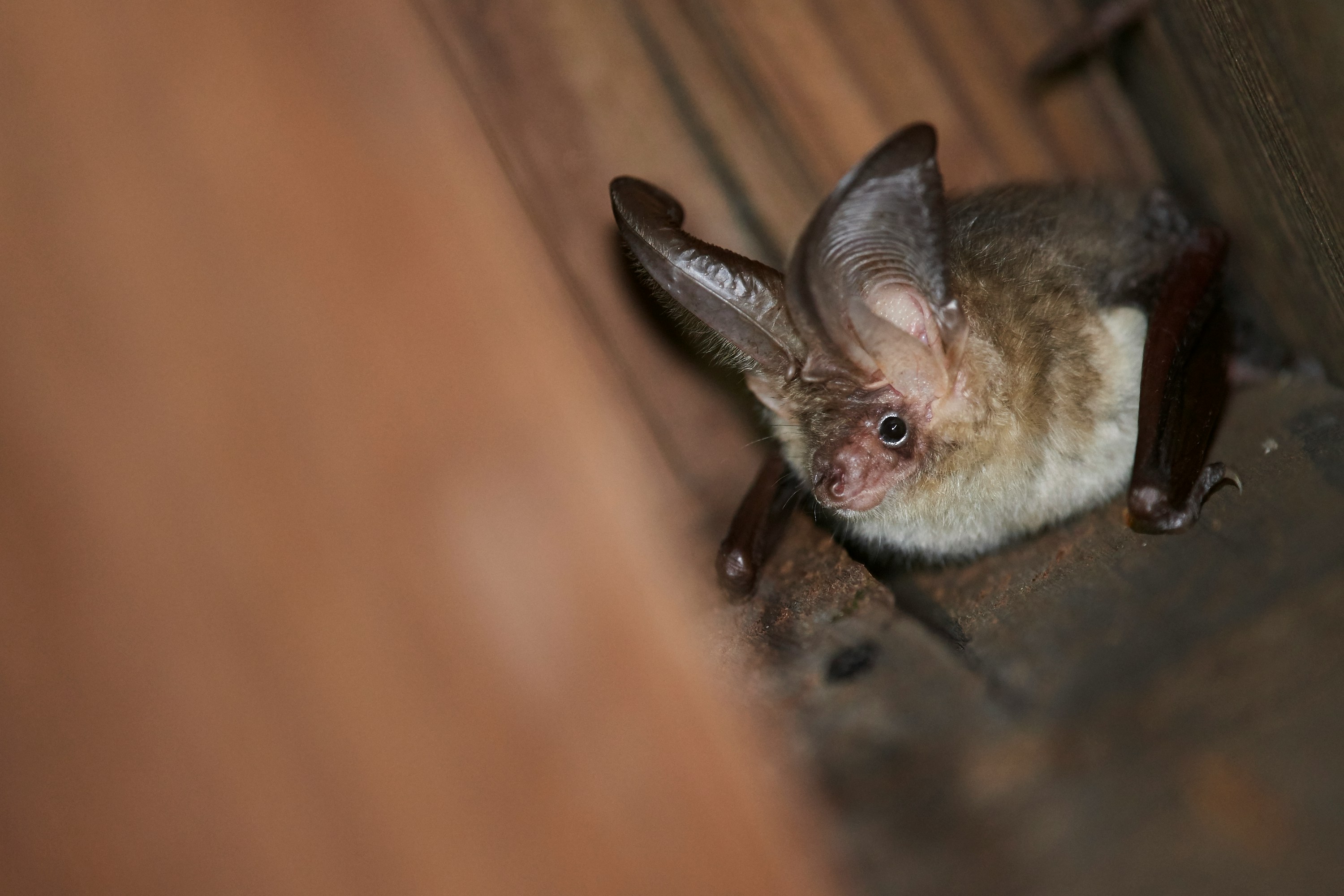 Bat Night