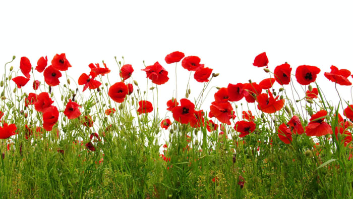 St Cedd's Remembrance Service