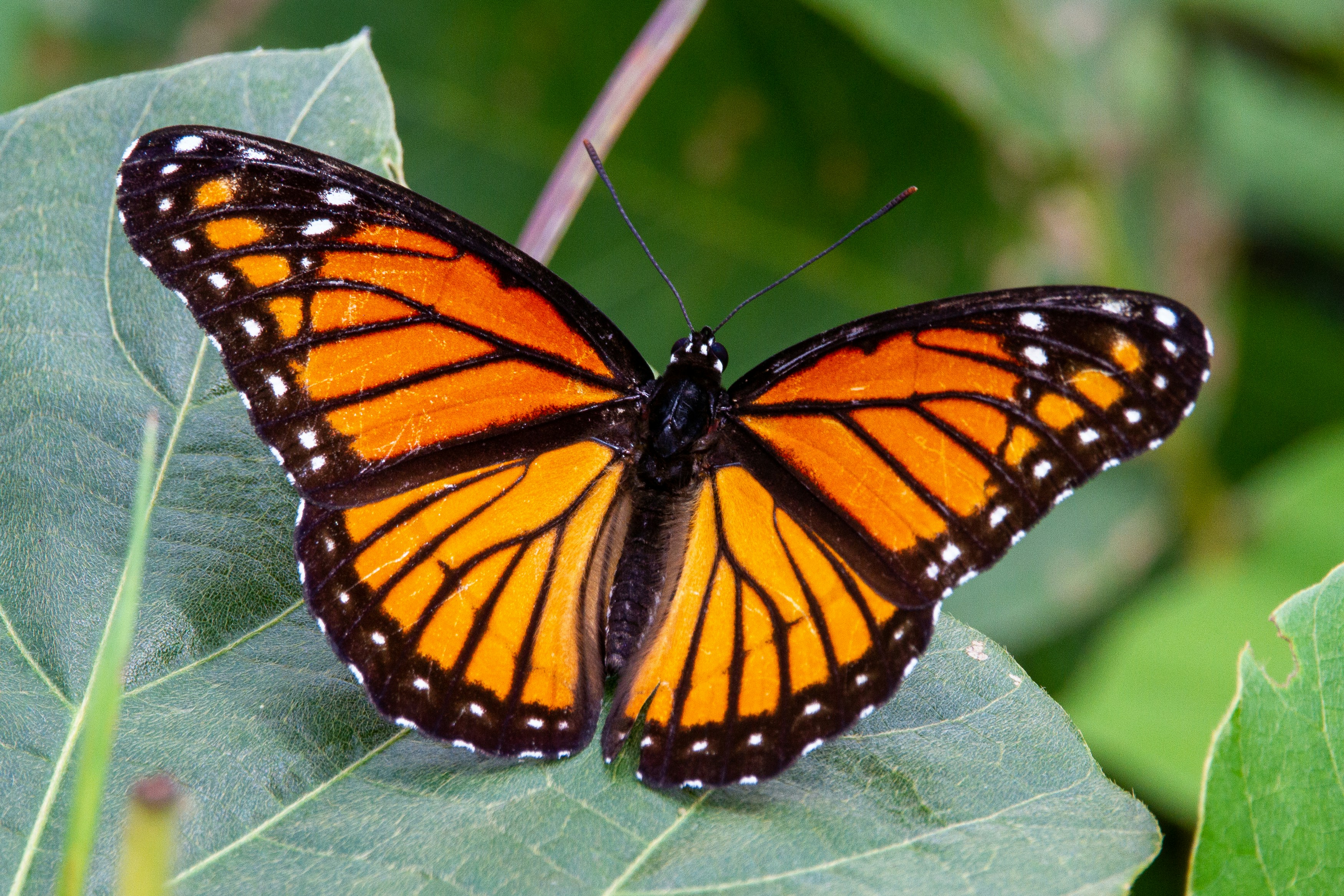 Count on Nature Butterfly and Bug Hunt